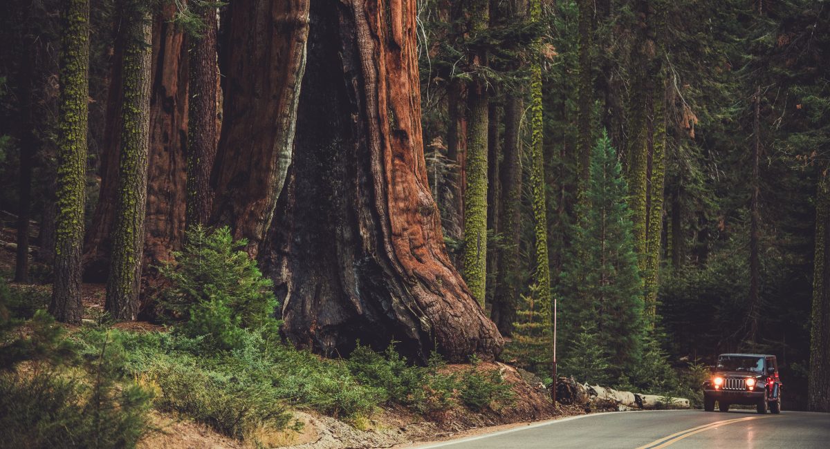  An imposing giant sequoia tree stands sentinel along the Generals Highway, with its rich reddish-brown bark contrasting against the surrounding verdant forest as a jeep approaches on the winding road.