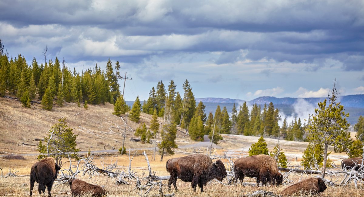 Herd of American bison grazing in the open grasslands of Yellowstone National Park, with geothermal steam visible in the distance, coniferous trees, and a dramatic overcast sky indicating the dynamic and untamed nature of the landscape