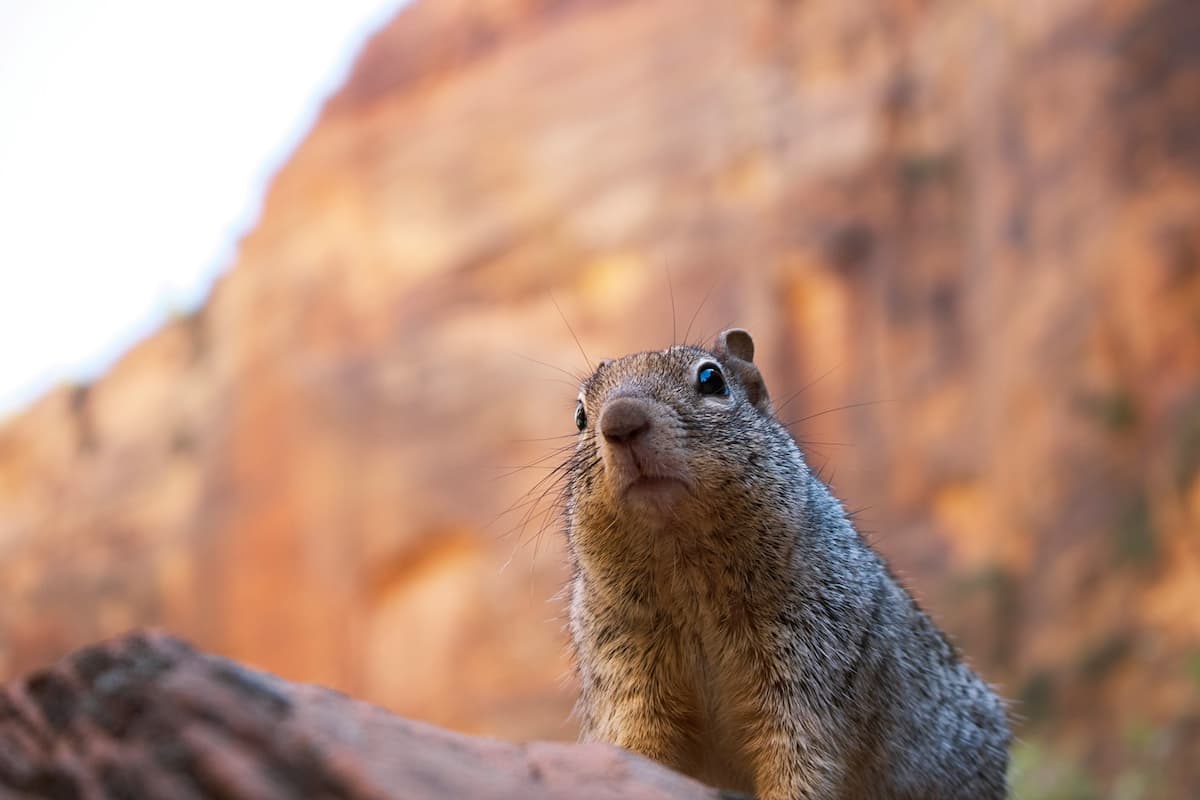 Furry squirrel in Zion National Park