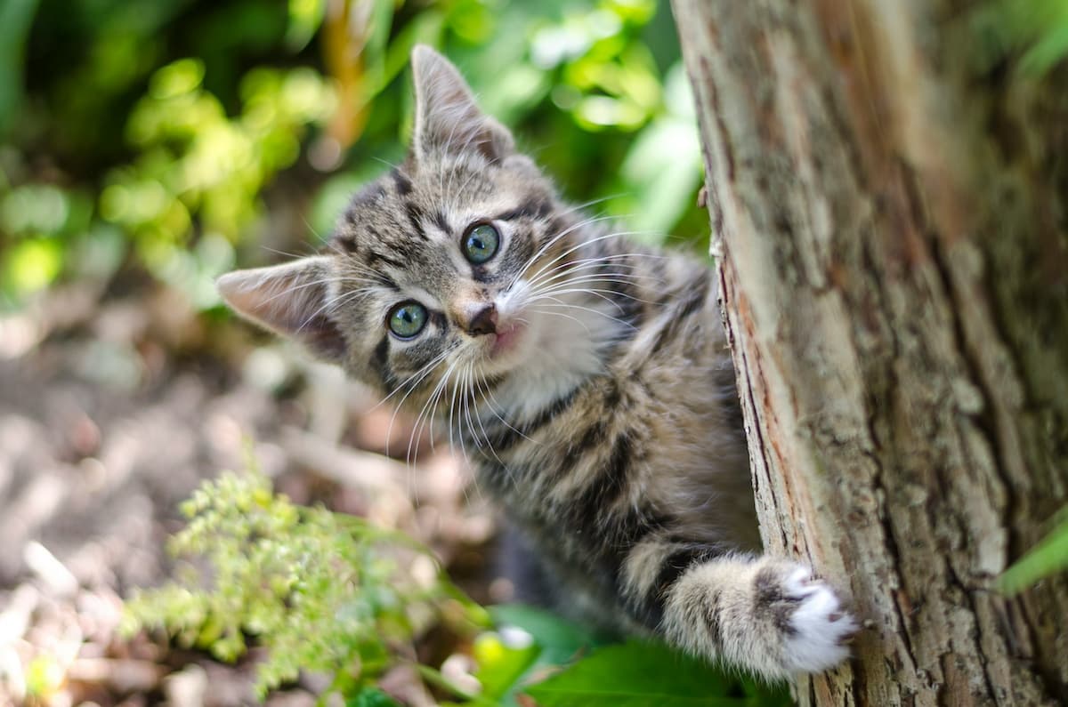 Grey tabby cat exploring in grass and trees while on an RV roadtrip