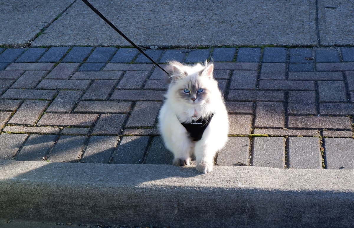 White cat out exploring wearing a harness and leash