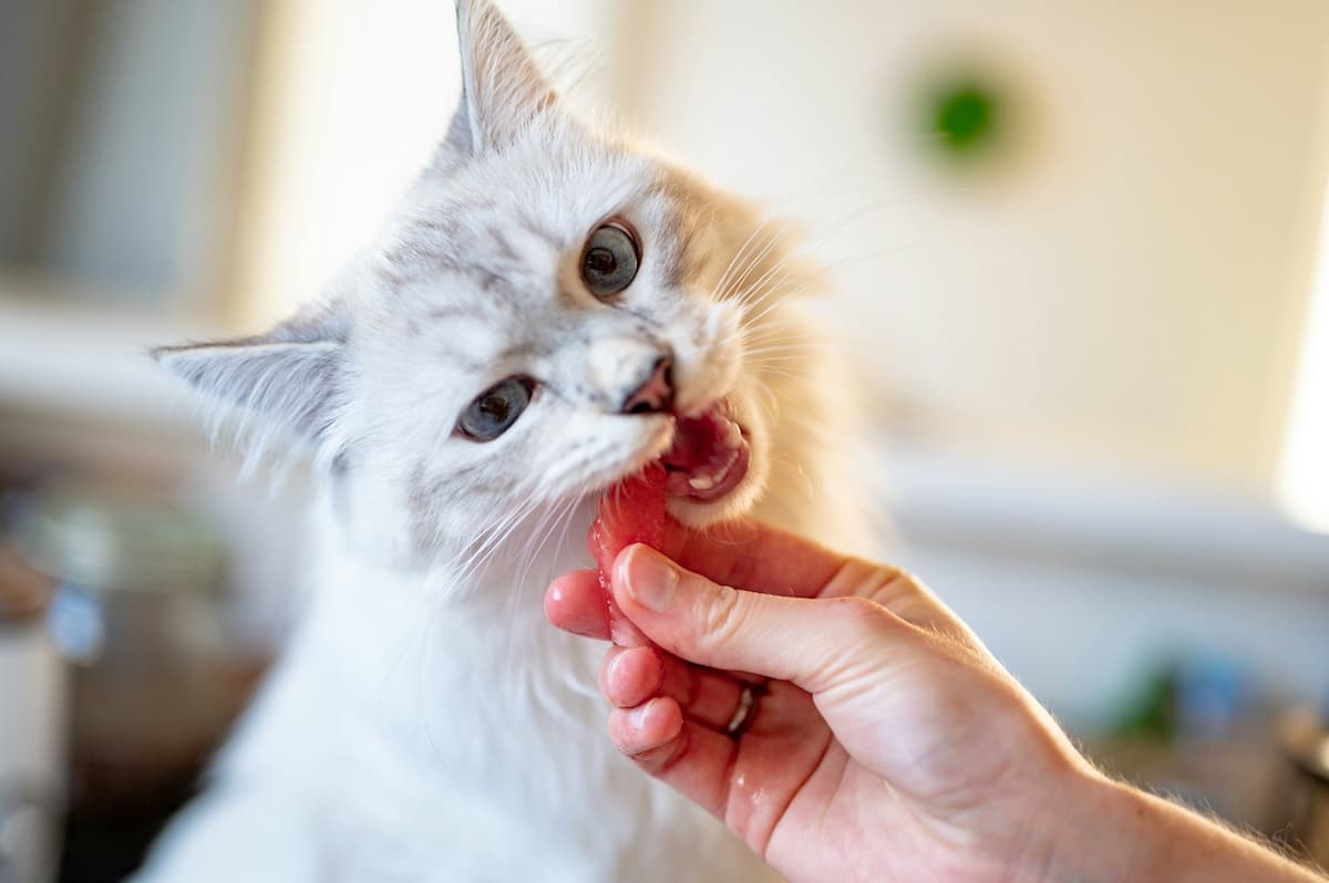 White cat getting fed fish by owner while traveling in an RV with cats