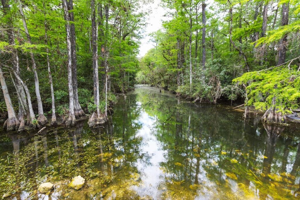 Swamp surrounded by trees in Ocala national forest