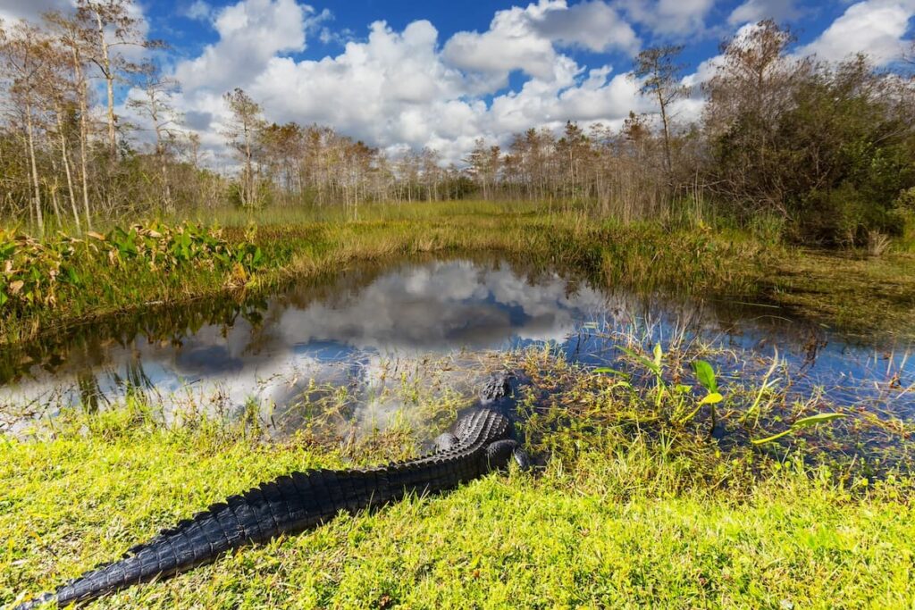 Aligator sitting in grass next to the water in the Everglades National Park in Florida