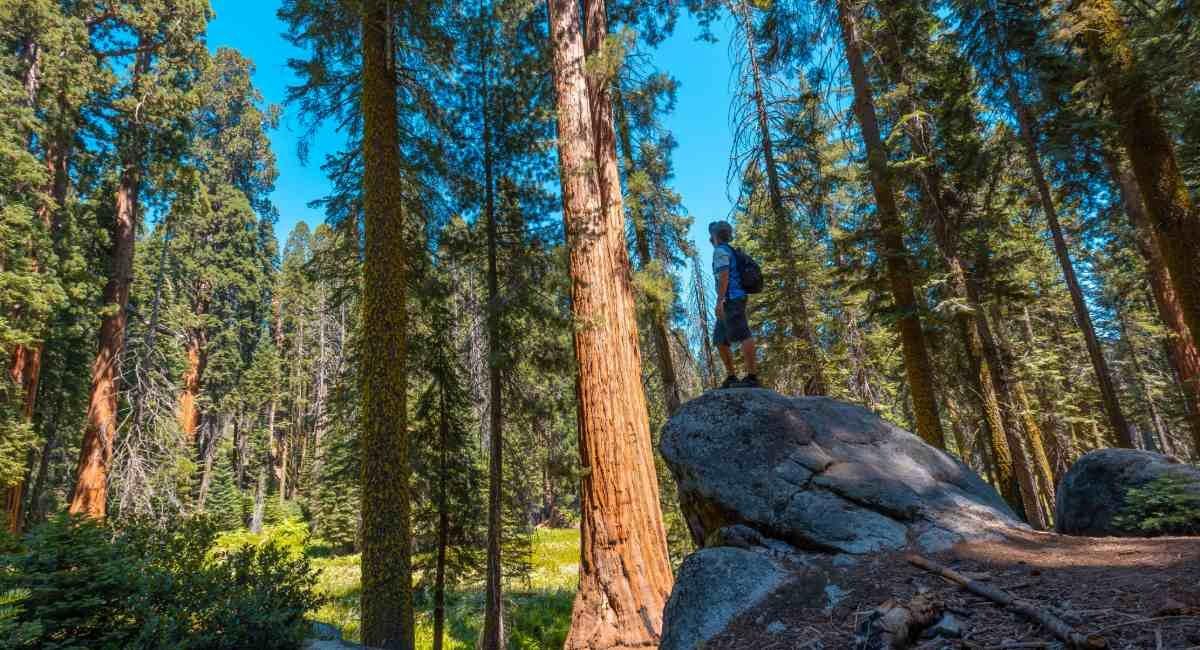 Giant sequoia trees in Sequoia National Park - RV camping among ancient redwoods near San Francisco California