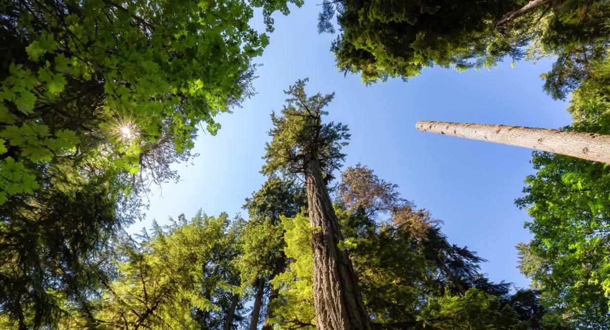 Looking up at tall redwood trees from forest floor in Redwood national park RV campground