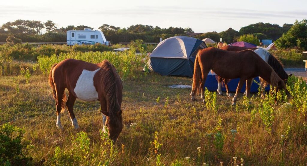 Wild horses grazing near RVs and tents at Assateague Island State Park beachfront campground during golden hour sunset