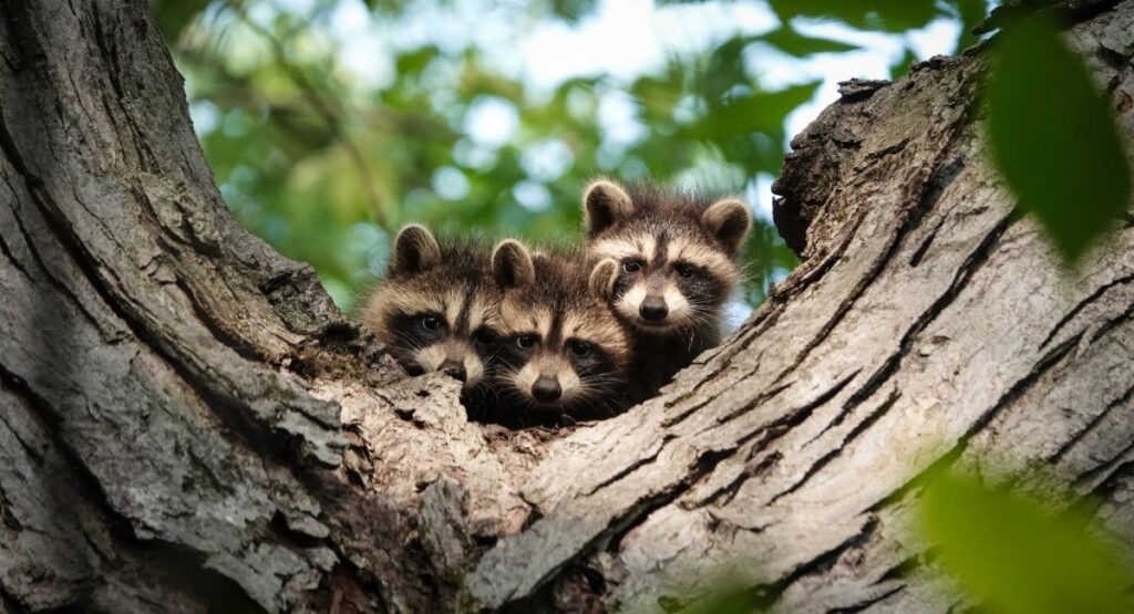 Raccoon family in a tree in a British Columbia park, illustrating wildlife awareness and safety tips for families RV camping